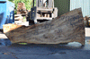 Silver Maple Slab 071921-01