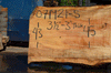 Silver Maple Slab 071921-05