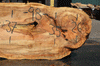 Silver Maple Slab 071921-07