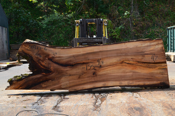 Elm Slab 080315-06