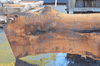 Sycamore Slab 090120-05