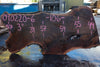 Oregon Black Walnut Slab 090220-06