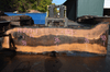 Oregon Black Walnut Slab 102317-01