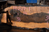 Oregon Black Walnut Slab 102317-01