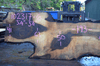 Oregon Black Walnut Slab 102317-06