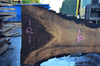 Oregon Black Walnut Slab 102317-14