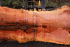 110918-02 Sycamore Slab