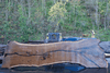 112918-10 Oregon Black Walnut Slab