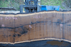112918-11 Oregon Black Walnut Slab