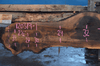 Oregon Black Walnut Slab 120319-01