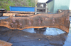 Oregon Black Walnut Slab 120319-01