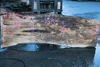 Big Leaf Maple Slab 122320-02