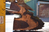 Oregon Black Walnut Slab 091922-11