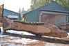 Oregon Black Walnut Slab 092222-11