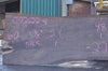 Oregon Black Walnut Slab 092622-04