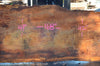 Oregon Fir Slab 101521-05