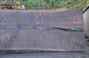 Oregon Black Walnut Slab 092222-14