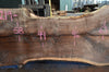 Oregon Black Walnut Slab 090721-01