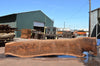 Oregon Black Walnut Slab 062322-09