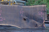 Oregon Black Walnut Slab 101222-02