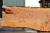 Big Leaf Maple Slab 082422-06