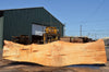 Big Leaf Maple Slab 082422-09