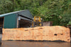 Big Leaf Maple Slab 082422-10