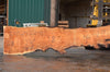 Big Leaf Maple Slab 082422-11