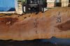 Big Leaf Maple Slab 080921-06