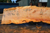 Big Leaf Maple Slab 080921-11