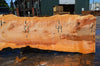 Big Leaf Maple Slab 080921-11