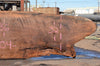 Oregon Black Walnut Slab 090122-01