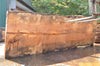 Big Leaf Maple Slab 090222-02