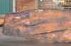 Big Leaf Maple Slab 090222-08