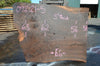 Oregon Black Walnut 092121-05