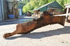 Oregon Black Walnut Slab 072122-10