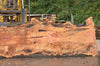 Big Leaf Maple Slab 091422-02