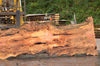 Big Leaf Maple Slab 091422-03