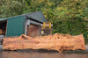 Big Leaf Maple Slab 091422-05