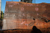 Elm Slab 010925-4