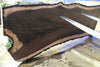 Oregon Black Walnut Slab 013025-1