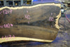 Oregon Black Walnut Slab 013025-1