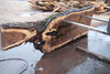 Oregon Black Walnut Slab 013025-9