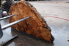 Big Leaf Maple Burl Round 020825-4