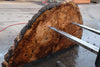 Big Leaf Maple Burl Round 020825-4