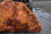 Big Leaf Maple Burl Round 020825-4
