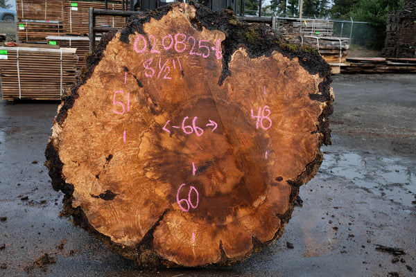 Big Leaf Maple Burl Round 020825-6