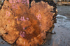 Big Leaf Maple Burl Round 020825-6