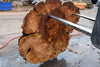 Big Leaf Maple Burl Round 020825-7