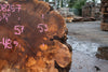 Big Leaf Maple Burl Round 020825-7